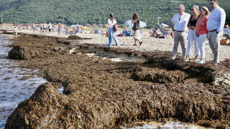 Retiran 620 toneladas de algas asiáticas invasoras en playas de Noja