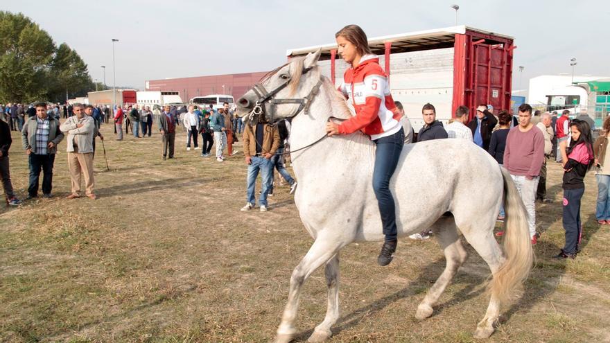 Pamplona no organizará la feria de ganado de San Miguel en el polígono de Agustinos