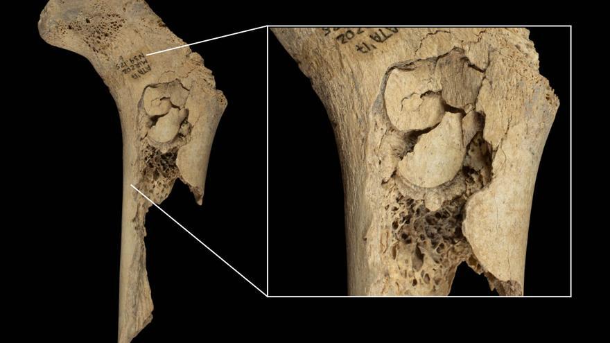 Descubierto un episodio de canibalismo durante el Neolítico final en la cueva de El Mirador en Atapuerca