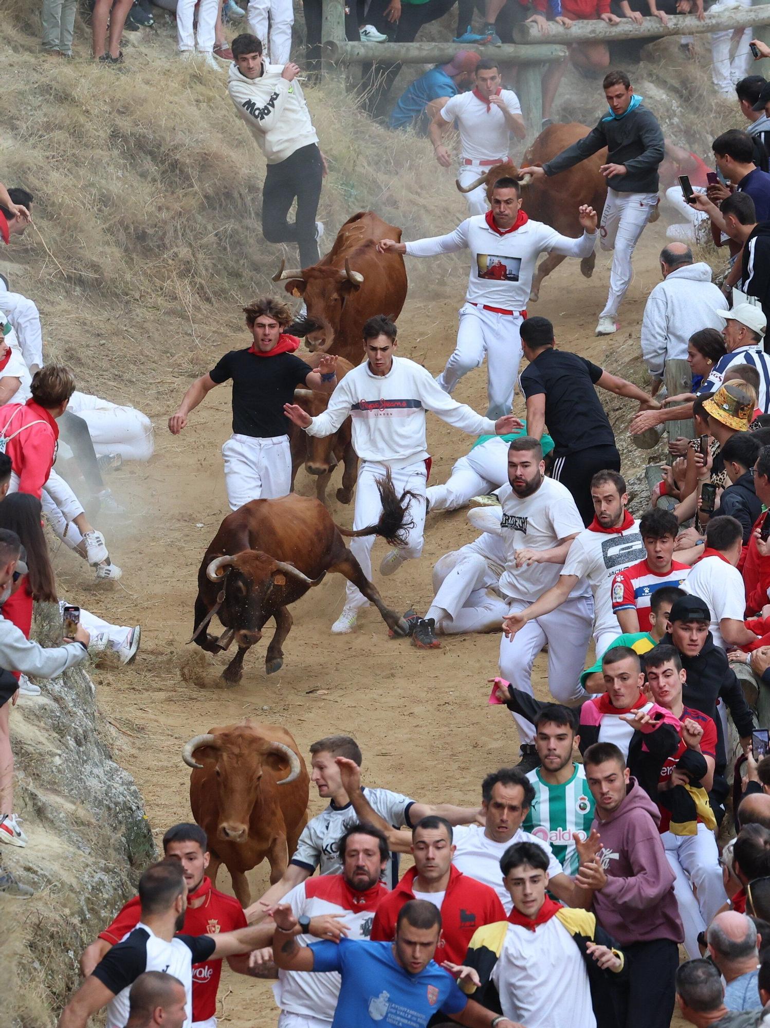Fotos del sexto encierro del Pilón de Falces 2025, con vacas de Hípica Zahorí