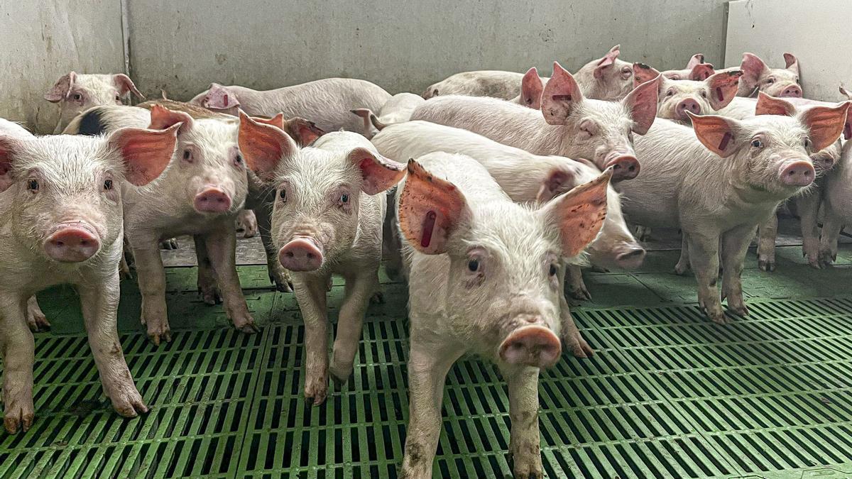 Tras los nuevos casos de peste porcina, el Gobierno asegura que &quot;no cambia ni el diagnóstico ni los protocolos&quot;