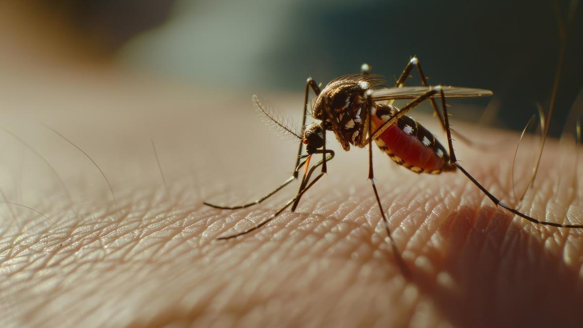 Las temperaturas suaves hacen que los mosquitos sigan siendo una molestia