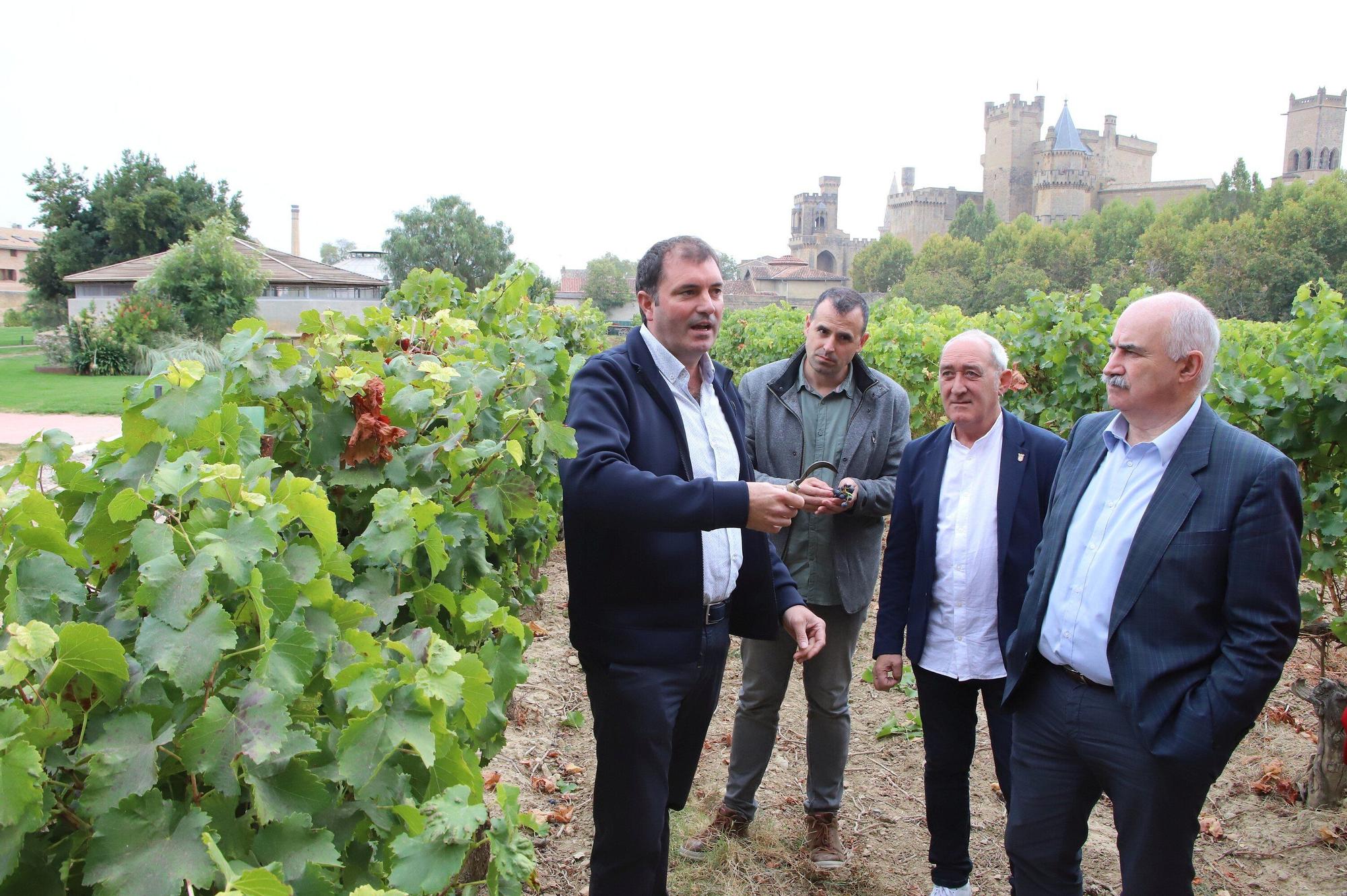 Vendimia en Navarra 2025 | Fotos del simbólico 'corte del último racimo' en Olite