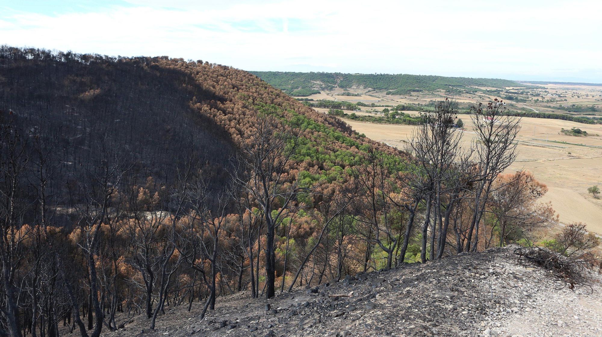 Así han quedado los montes afectados por el incendio de Carcastillo