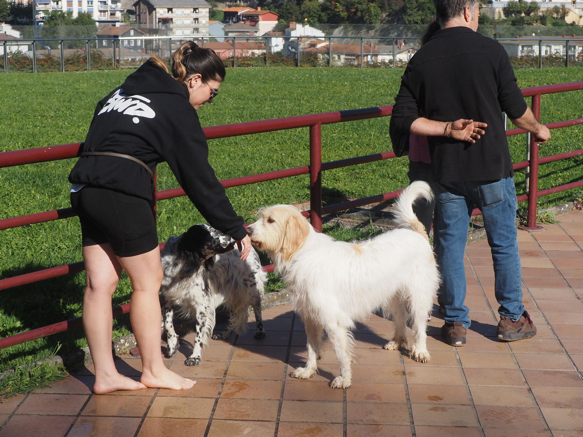 Las piscinas de Eibar han sido coto privado para los perros