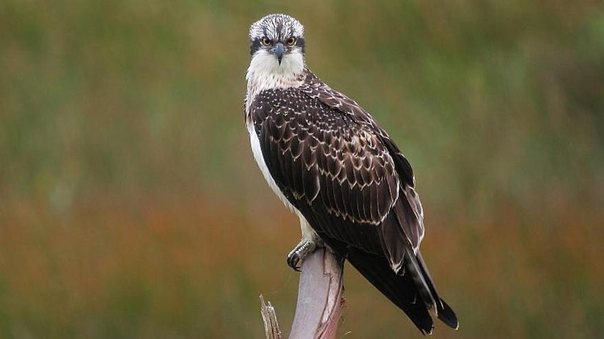 Ejemplar de águila pescadora. Foto: DEIA