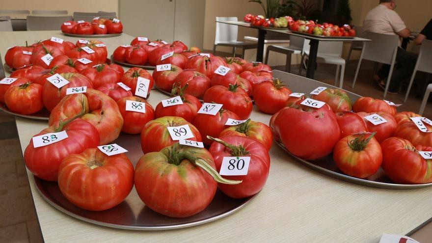 Navarra busca su mejor tomate: los concursos que lo decidirán