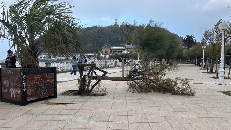 El viento provoca caída de &quot;numerosas&quot; ramas y mueve mobiliario urbano, motos y bicicletas en Donostia