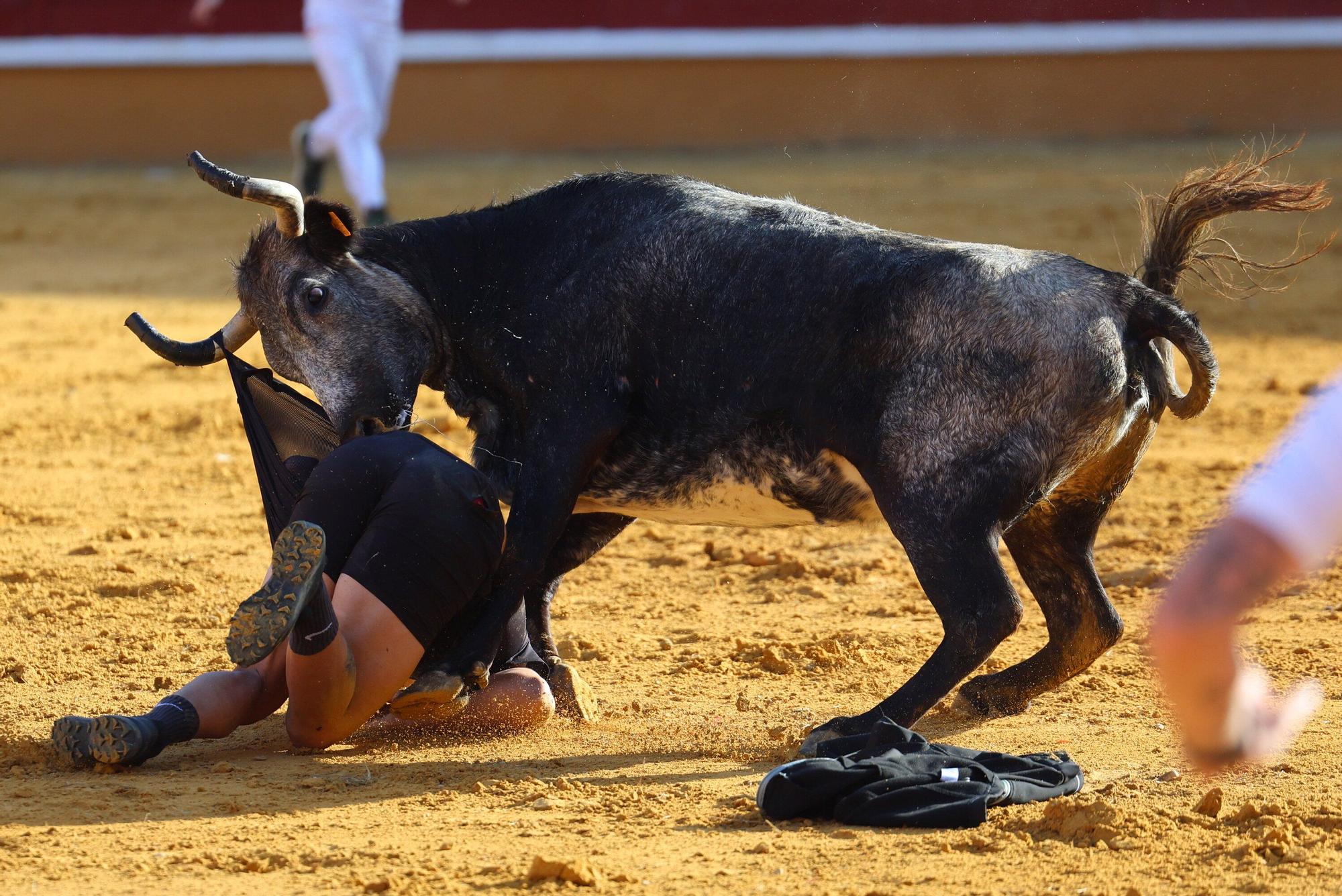 Revolcón de un mozo en las vaquillas de Tudela