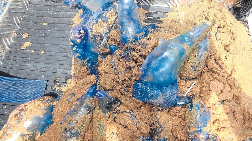 La carabela pone en jaque a las playas vascas, que ya registran más de 50 casos