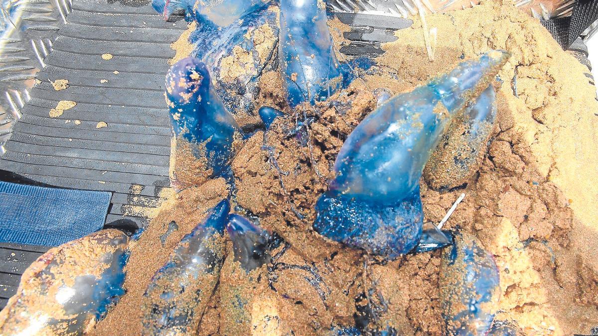 Varias carabelas portuguesas recogidas en la playa de Zarautz.