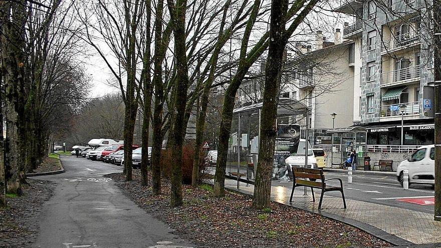 Algunos de los árboles que se talarán con la reurbanización.