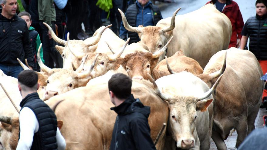 Navarra suspenderá las ferias de ganado por el riesgo de una enfermedad detectada en Francia