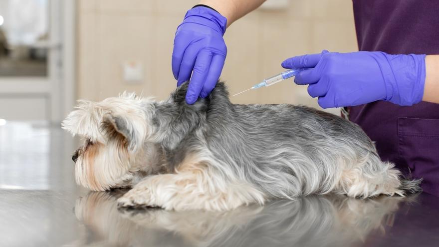 Una sentencia pionera avala faltar al trabajo por una urgencia veterinaria