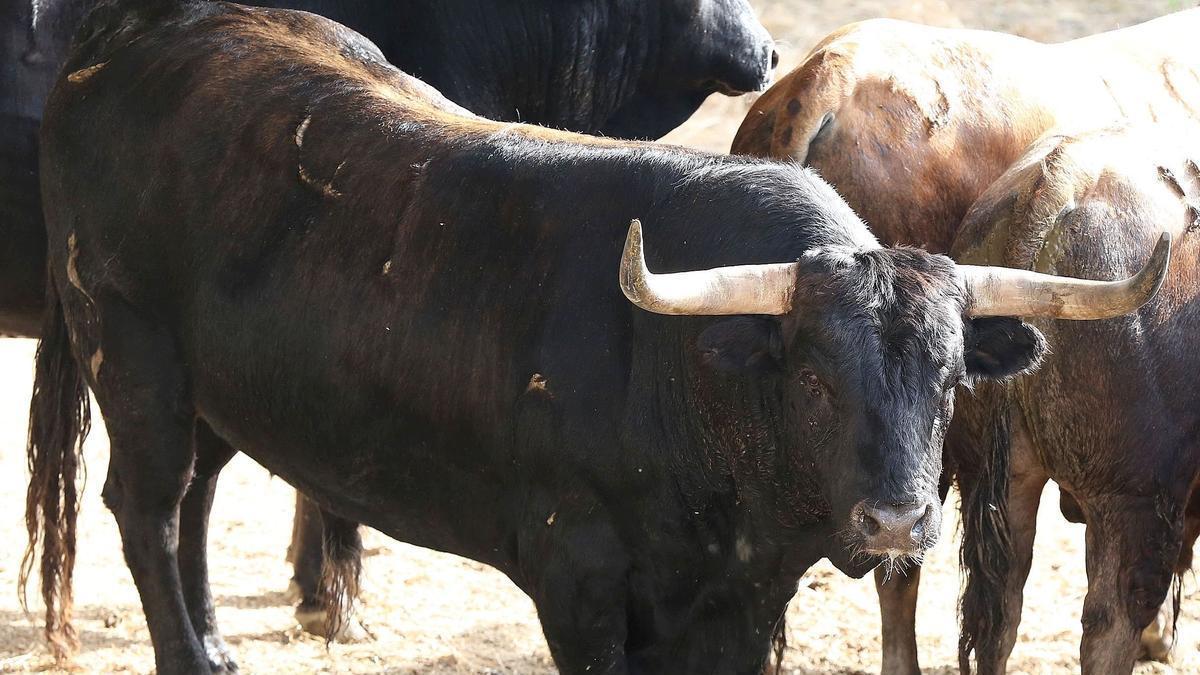 Nº 41. escandaloso. 610 kilos. Negro mulato. Nacimiento: Diciembre/2019. Guarismo 0. Cuatreño.