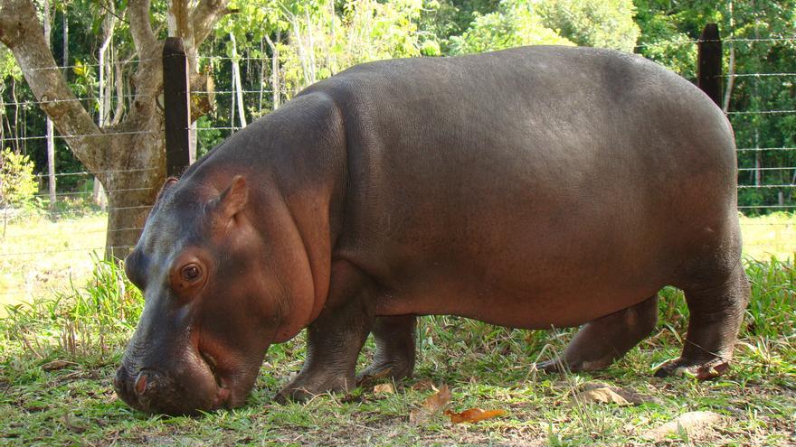 Un multimillonario indio se ofrece a llevarse 80 hipopótamos de Pablo Escobar