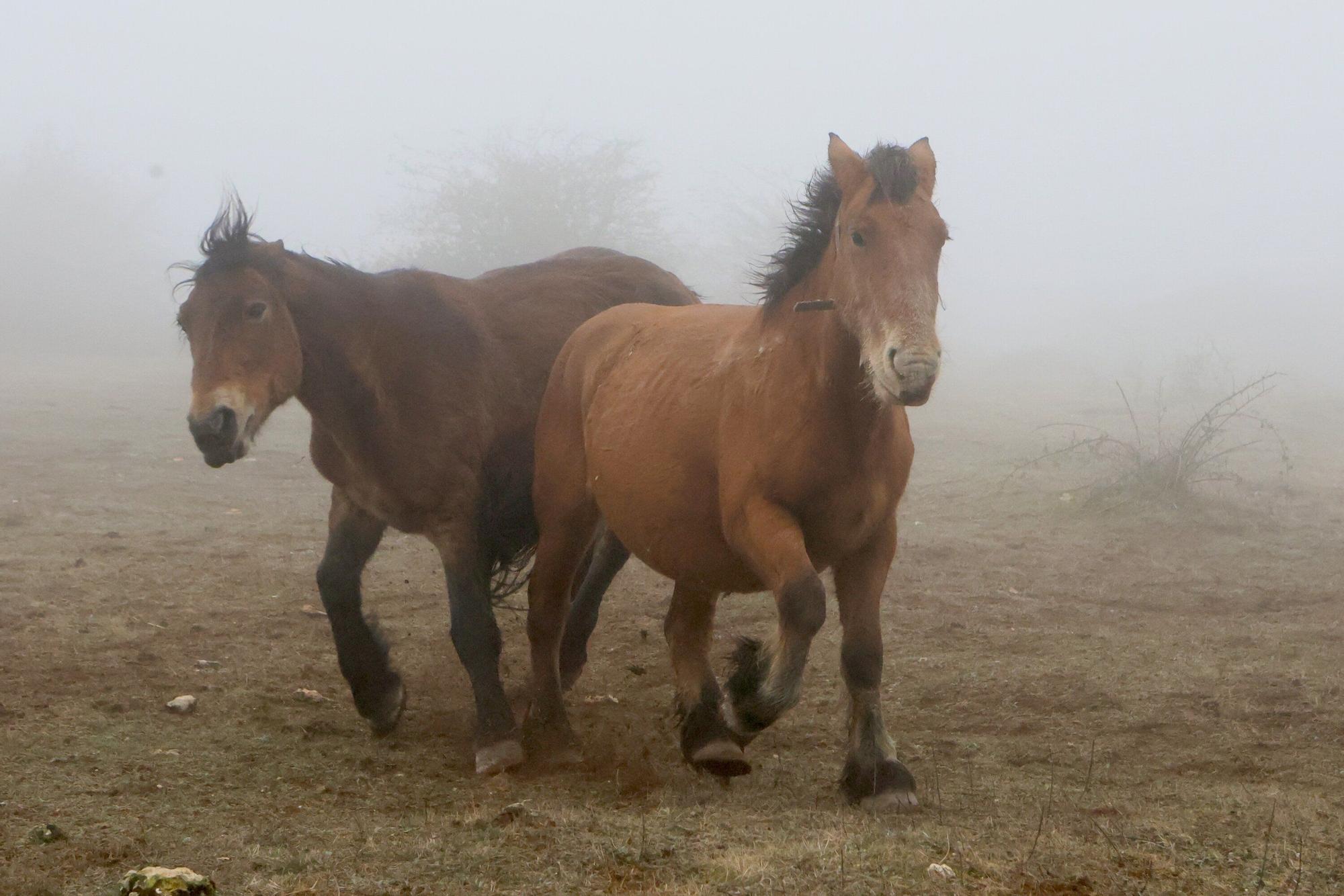 Reportaje a Raúl Rituerto, presidente de la Asociación alavesa de criadores de equino