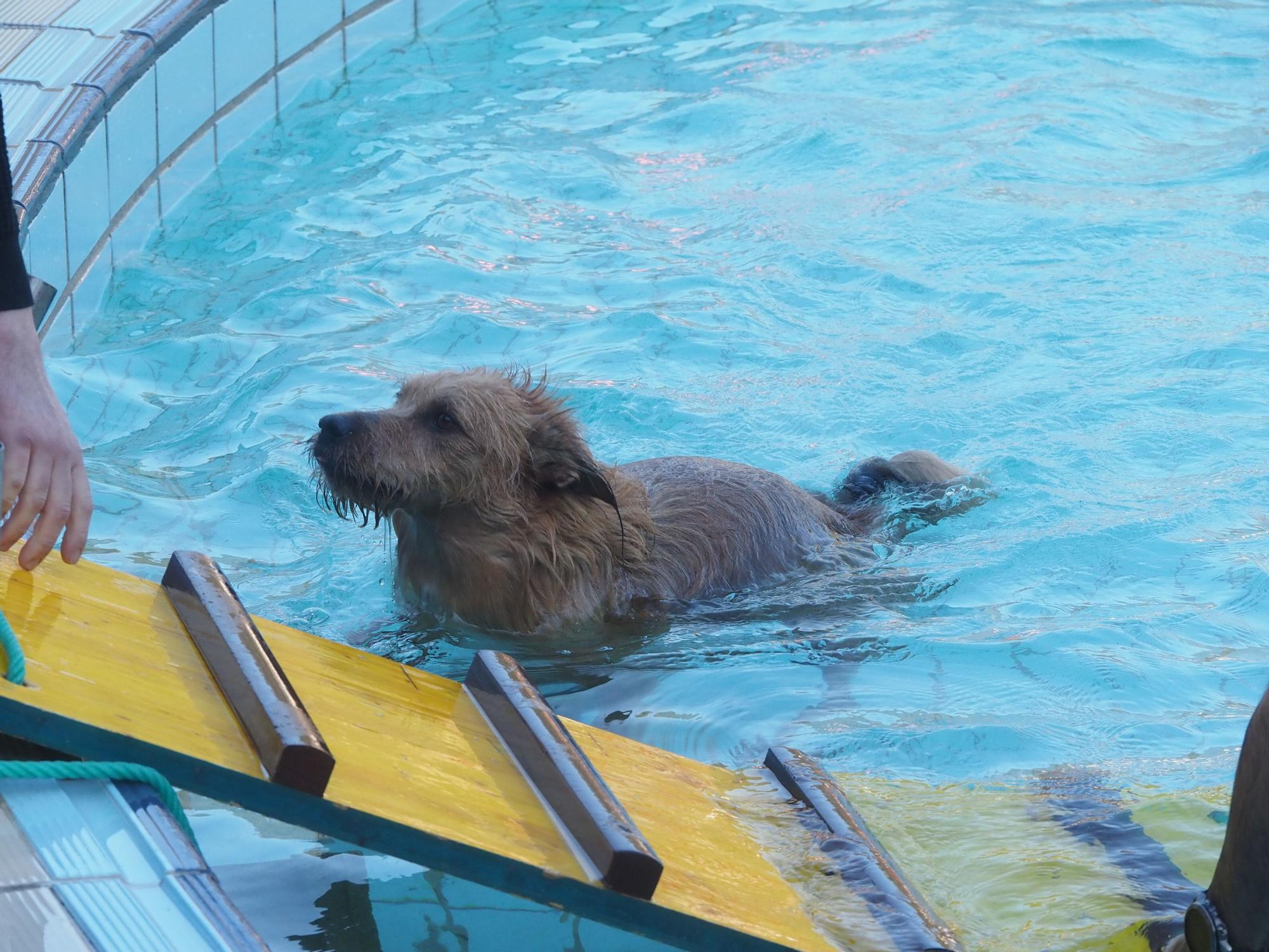 Las piscinas de Eibar han sido coto privado para los perros