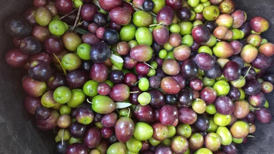Aceite de La Rioja: delicioso crudo, perfecto cocinado y siempre sano