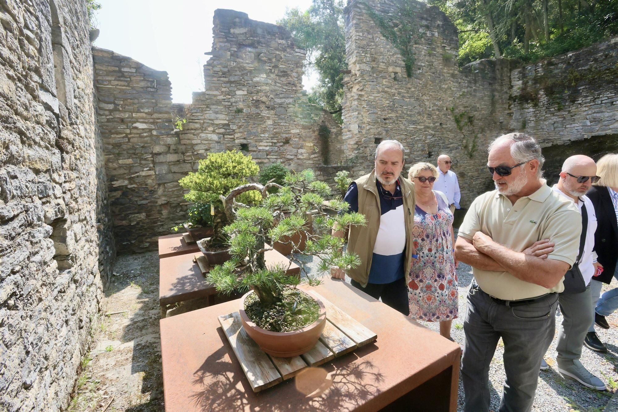 Área de bonsáis en el botánico de Santa Catalina