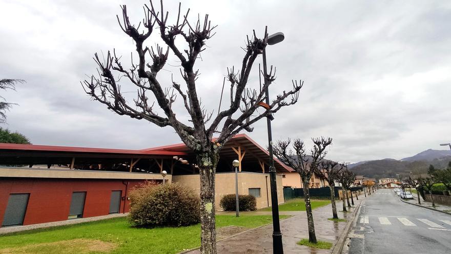 Denuncian podas prematuras que afectan a los árboles en Baztan