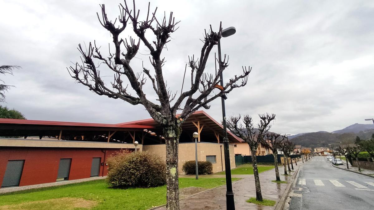 Árboles podados recientemente junto a la Escuela Infantil de Baztan