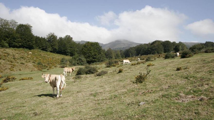 Navarra | Agricultura convoca ayudas para mejorar las infraestructuras locales ganaderas