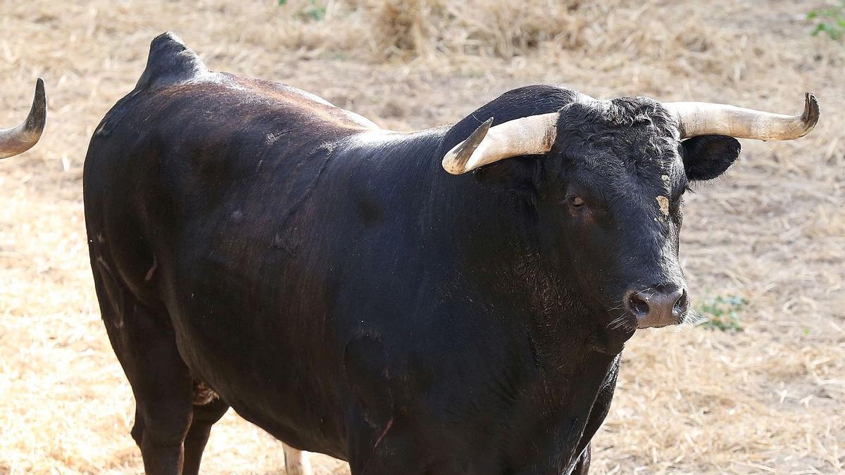 Nº 12.  capitán. 630 kilos. Negro mulato, bragado y meano.  Nacimiento: Diciembre/2019. Guarismo 0. Cuatreño.