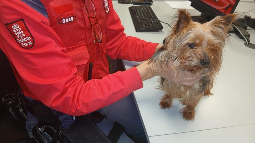 Se busca a los dueños de una perrita perdida en Pamplona