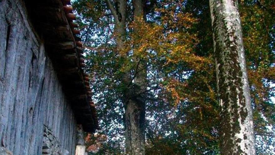 Muskiz y Tolosaldea acogen dos explotaciones que trabajan por conservar la raza porcina autóctona.Foto: Turismo Euskadi