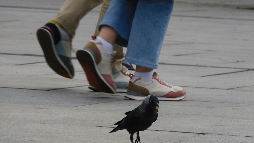 Vitoria cuenta con la única población de aves grajilla en la CAV
