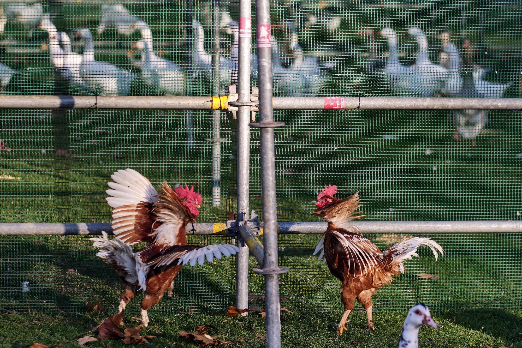 Las medidas contra la gripe aviar en la Taconera de Pamplona