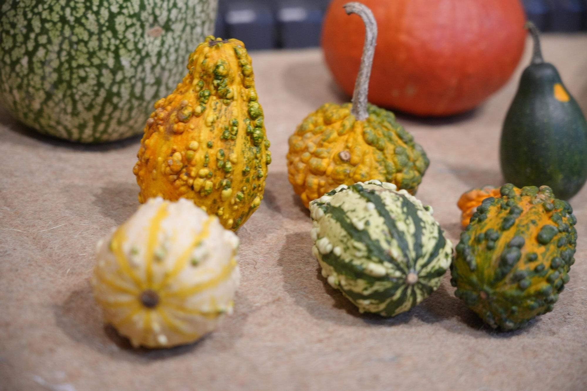 En imágenes: Exposición de calabazas en la Casa de la Dehesa