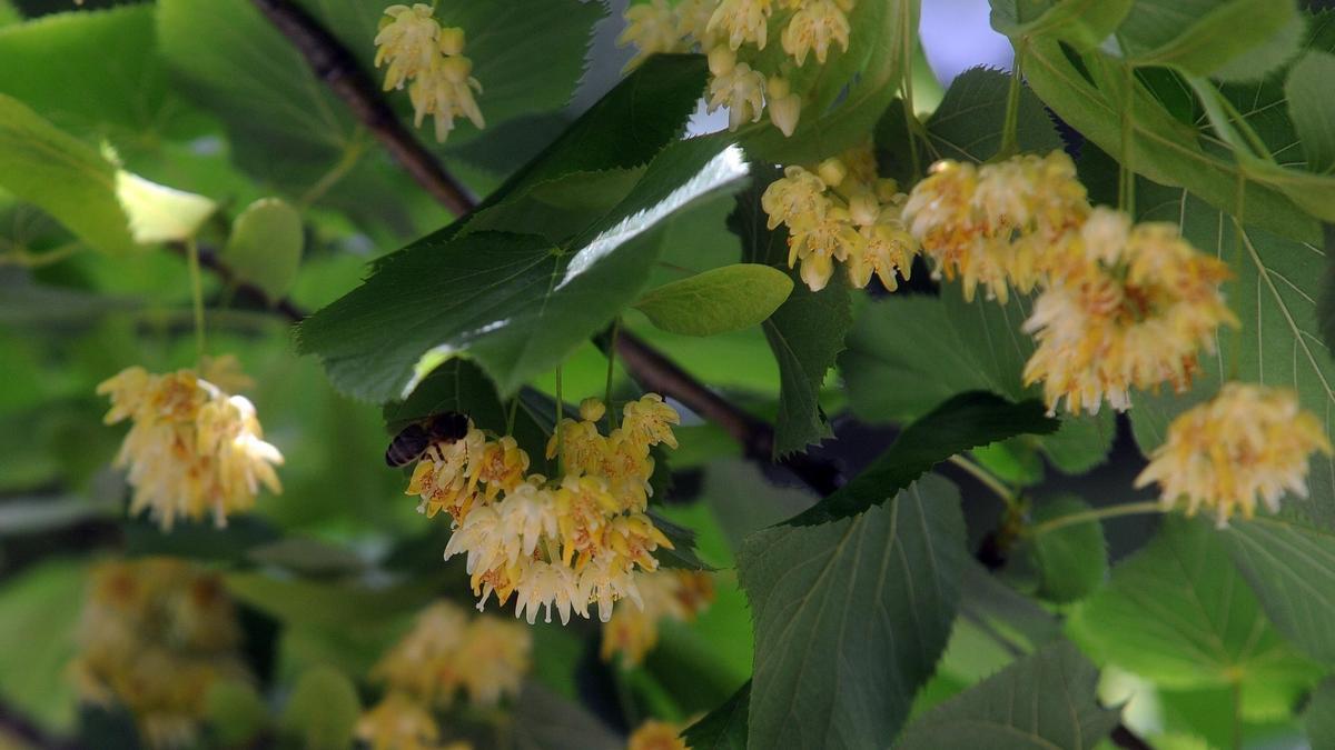 Imagen de flores de tilo.