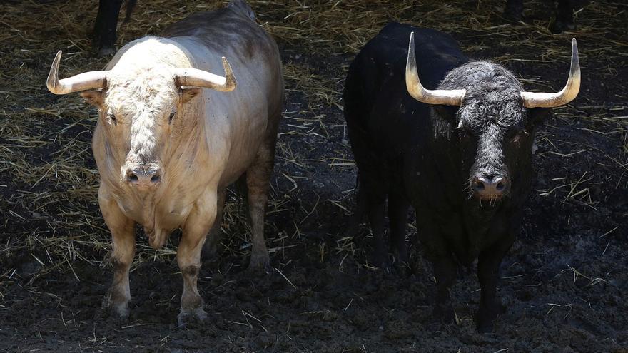 Toros y ganaderías de San Fermín 2026: garantizando el éxito