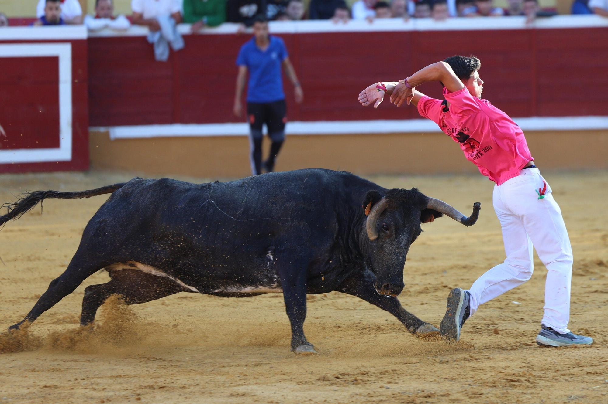 Revolcón de un mozo en las vaquillas de Tudela