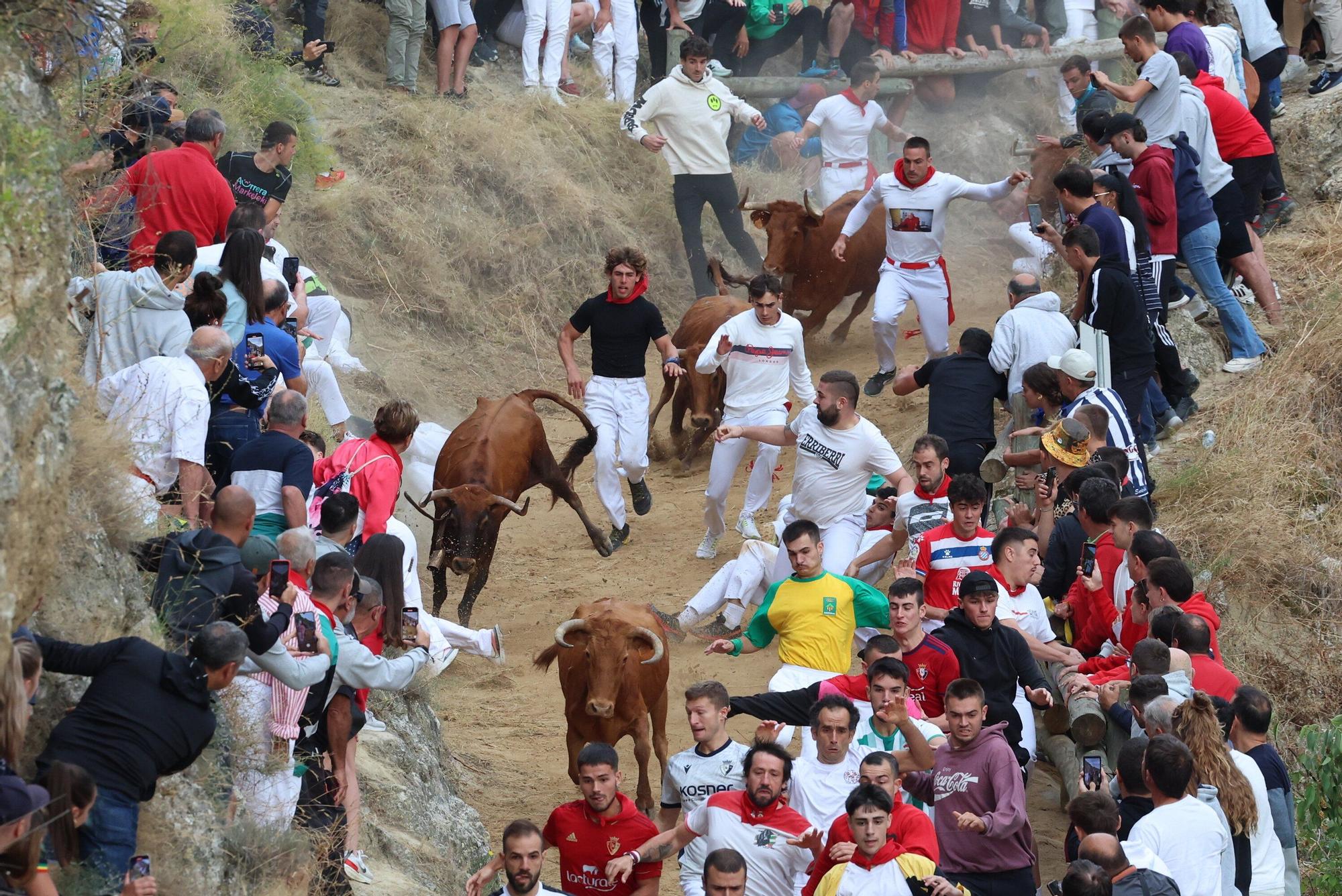 Fotos del sexto encierro del Pilón de Falces 2025, con vacas de Hípica Zahorí