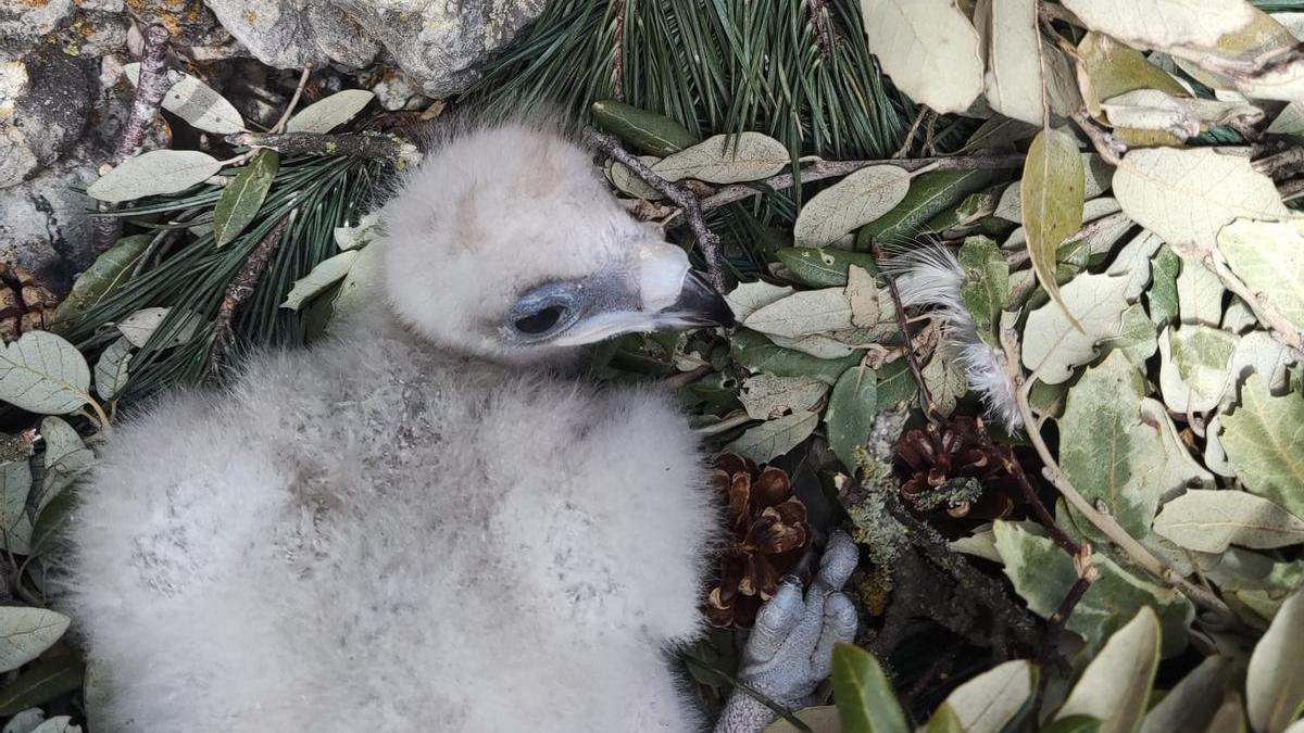 Un pollo de águila Bonelli en el nido.