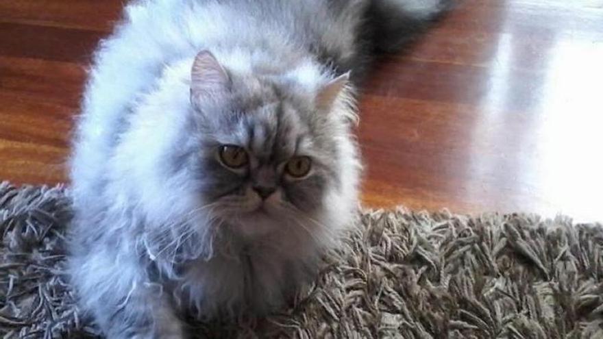 La presencia de mascotas en los primeros años de vida influyen en desarrollo emocional