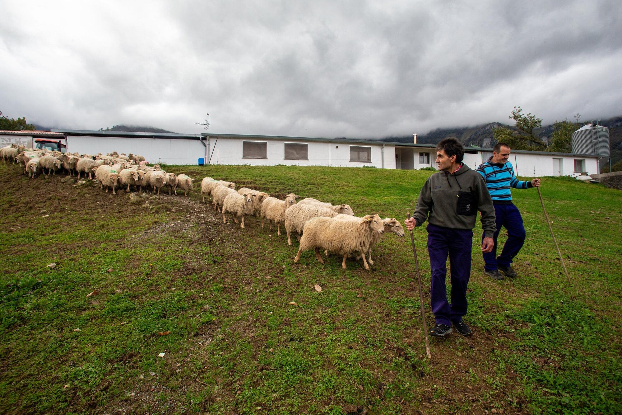 Fotos de la visita a la explotación ganadera de un joven que acaba de instalarse en Gaintza, en el valle de Araitz