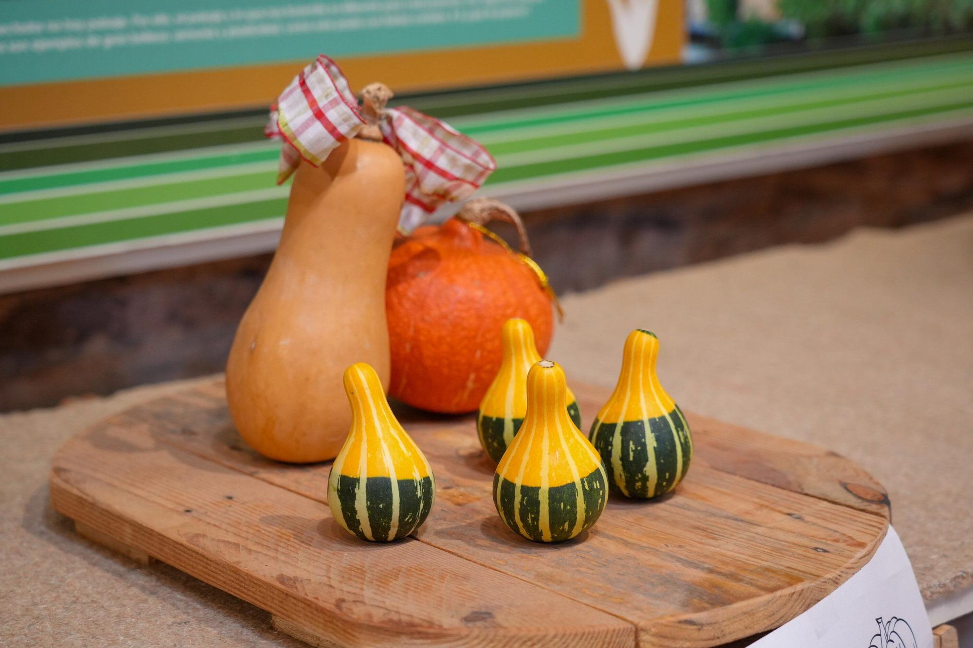 En imágenes: Exposición de calabazas en la Casa de la Dehesa