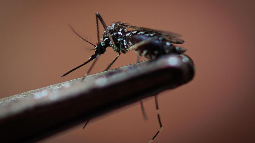 Salud Pública ha detectado ya una decena de casos de dengue en Navarra