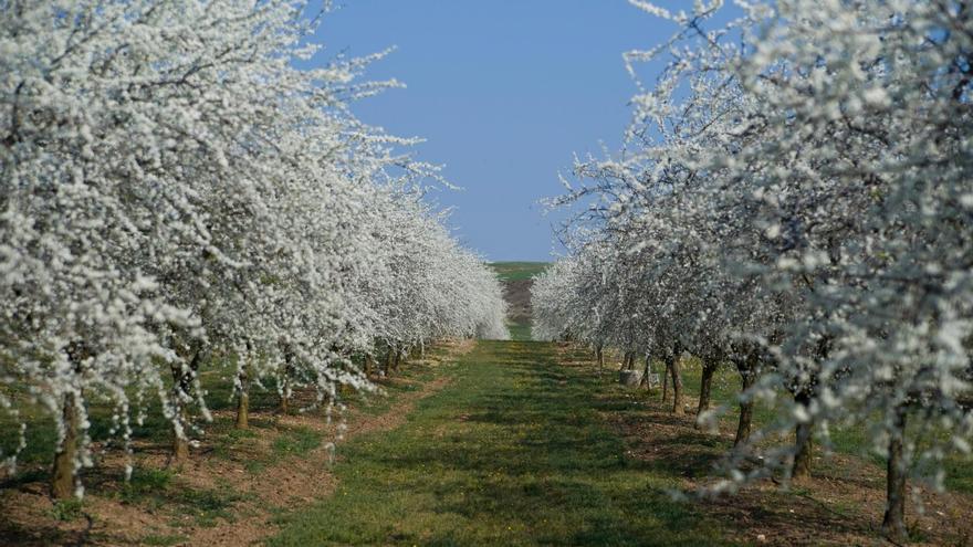 National Geographic señala los campos en flor que no te puedes perder cerca de Bizkaia