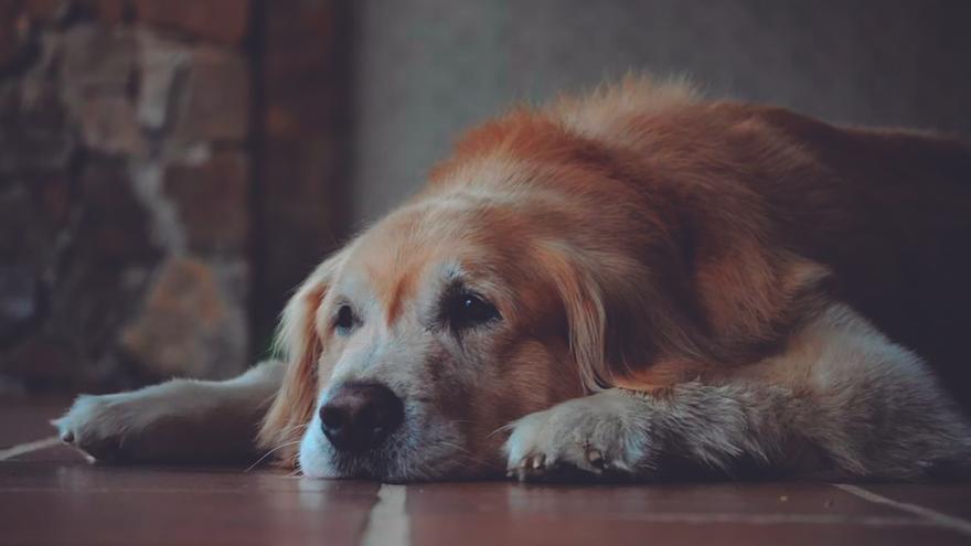 &quot;Acoger a un perro mayor significa regalarle calidad de vida y dignidad en una etapa en la que lo necesita”