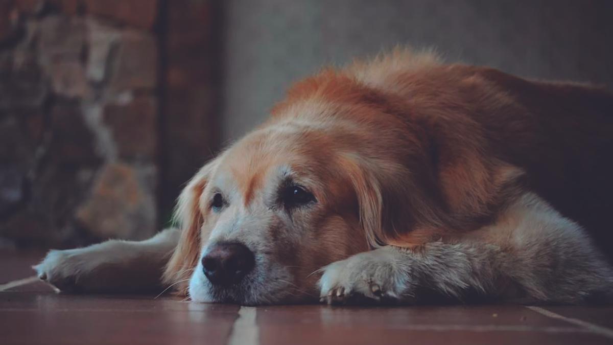 Los perros mayores son ideales para quienes buscan un estilo de vida reposado y un vínculo profundo