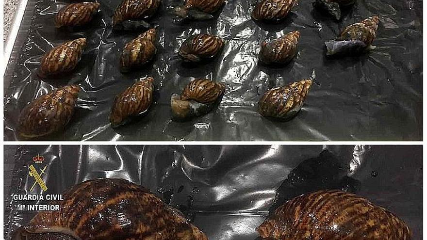 Fotografías facilitadas por la Guardia Civil que se ha incautado en el aeropuerto de Bilbao de 22 caracoles vivos gigantes africanos (Achatina Fulica) de unos 20 centímetros de longitud