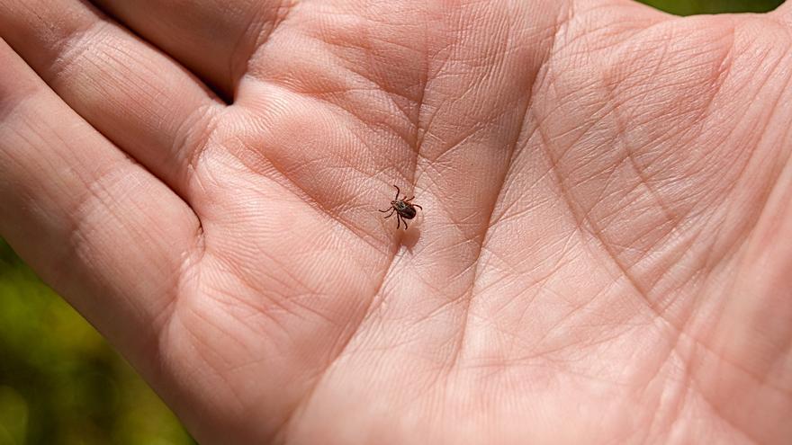 Arranca la temporada de garrapatas: qué hacer para no contraer una enfermedad grave si te pican