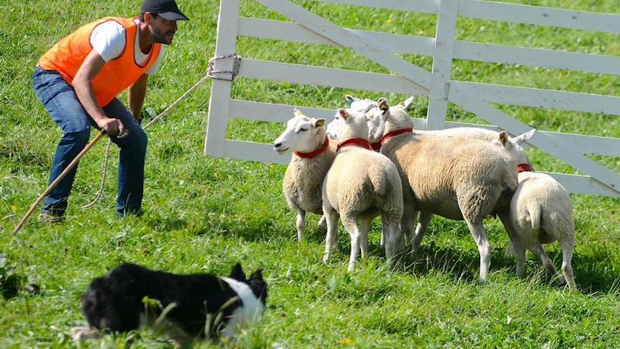 Campeonato de perros pastor.
