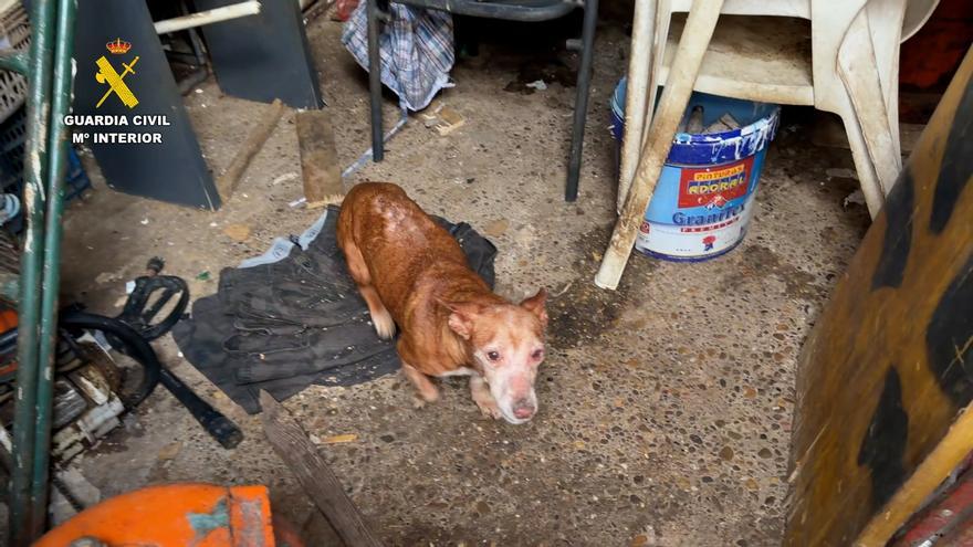 De tenerlos prohibidos a convivir con más de 10 perros: destapado un nuevo caso de maltrato animal en Navarra