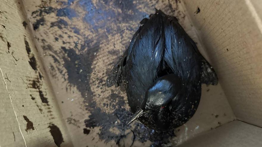 Rescatan más de 200 pájaros embadurnados de petróleo en el mar Negro